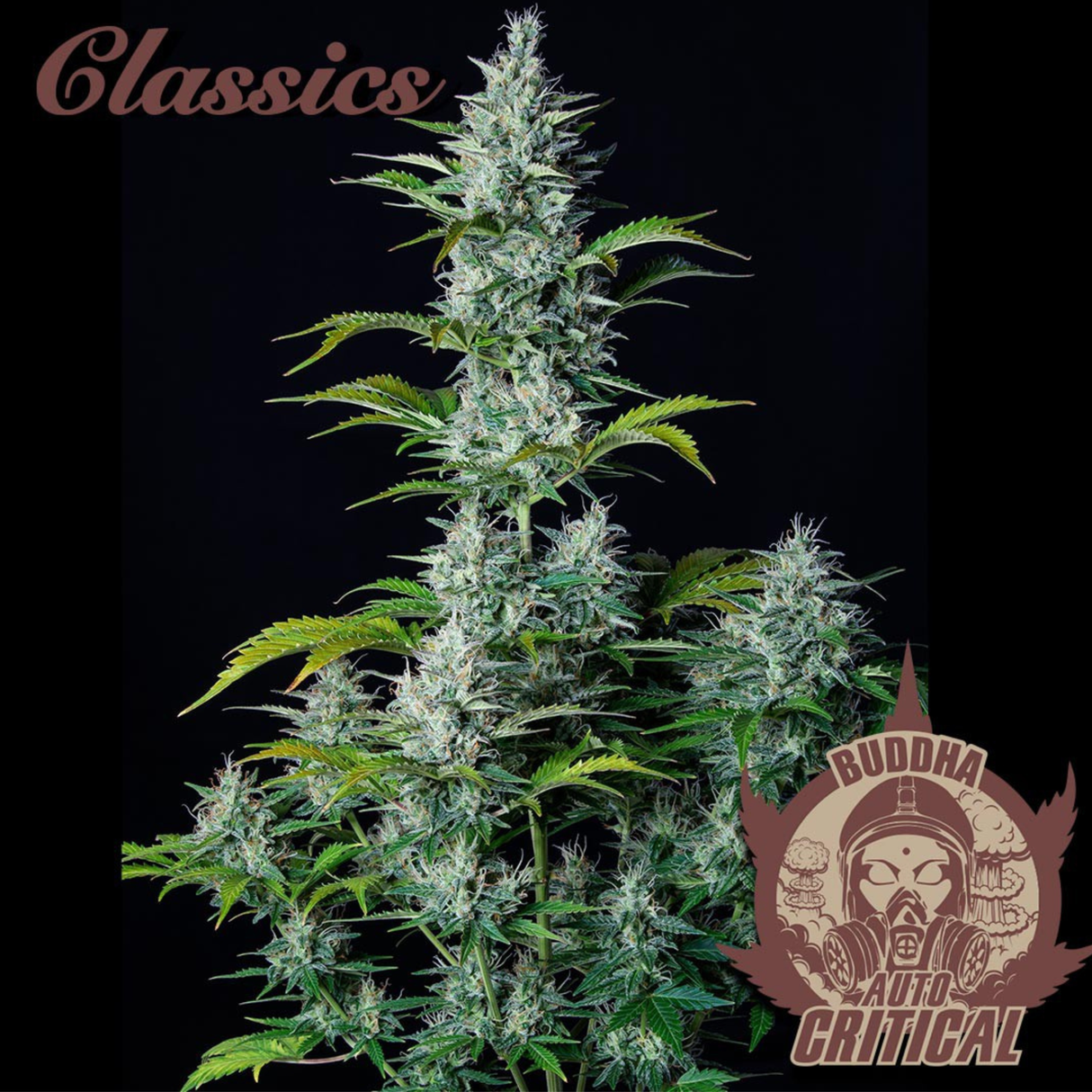 Auto Critical 3 Semillas Buddha Classics