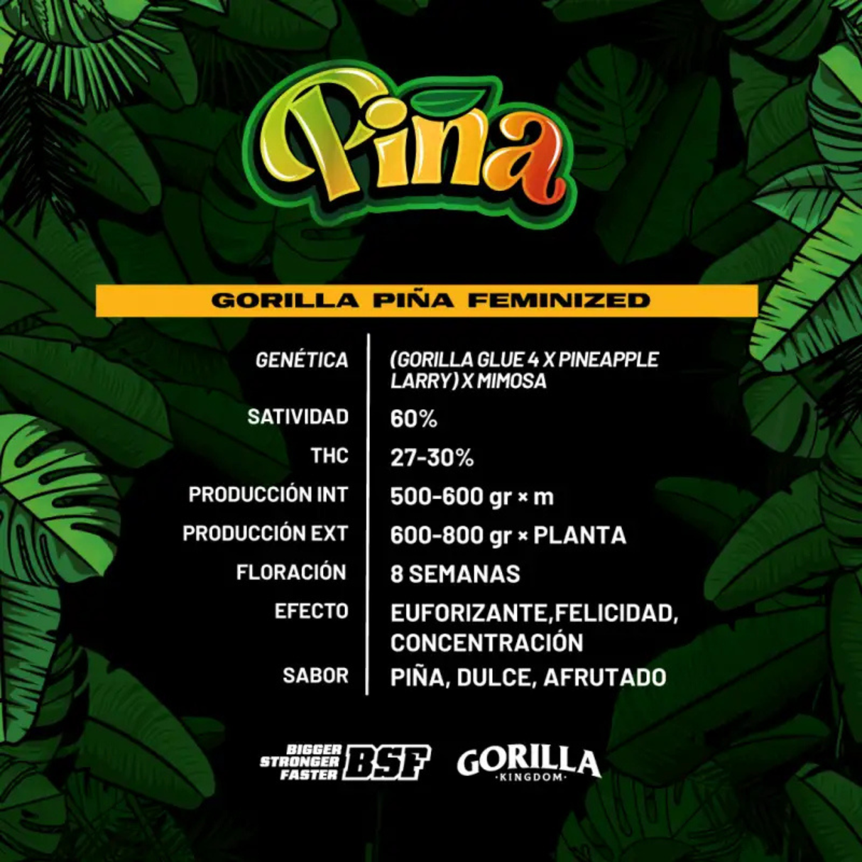Gorilla Piña GK 2 Semillas BSF Seeds
