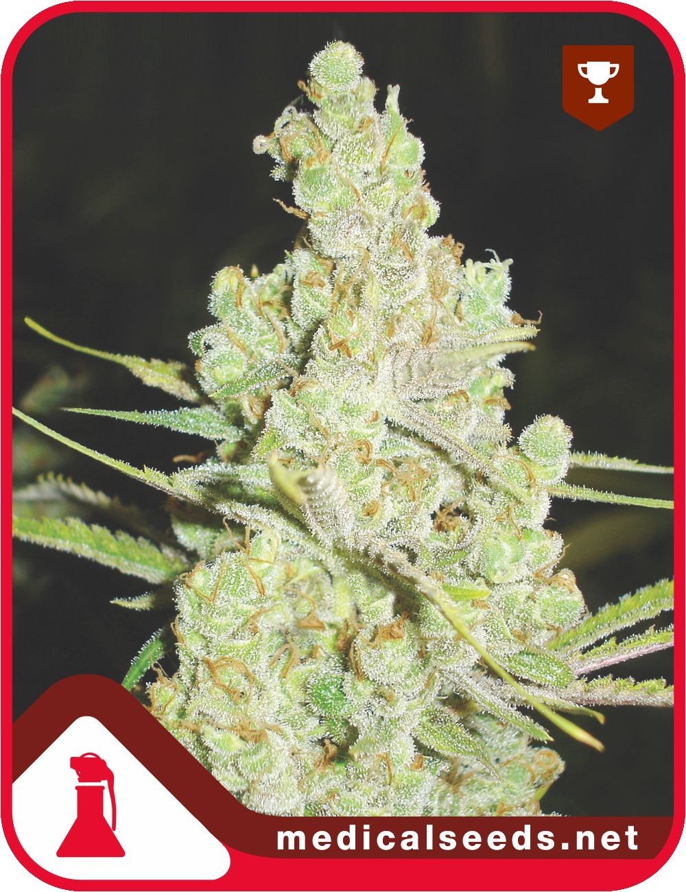 1024 3 Semillas Medical Seeds