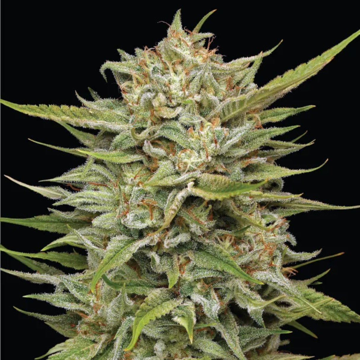 Og Kush Auto 3 Semillas Humboldt Seeds