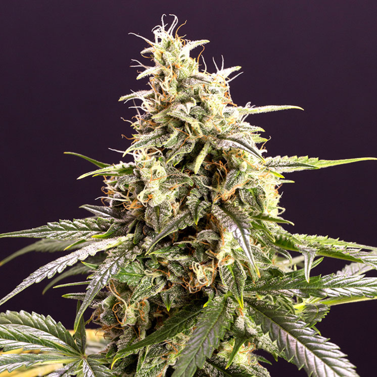 Pineapple Chem Auto 3 Semillas Humboldt Seeds