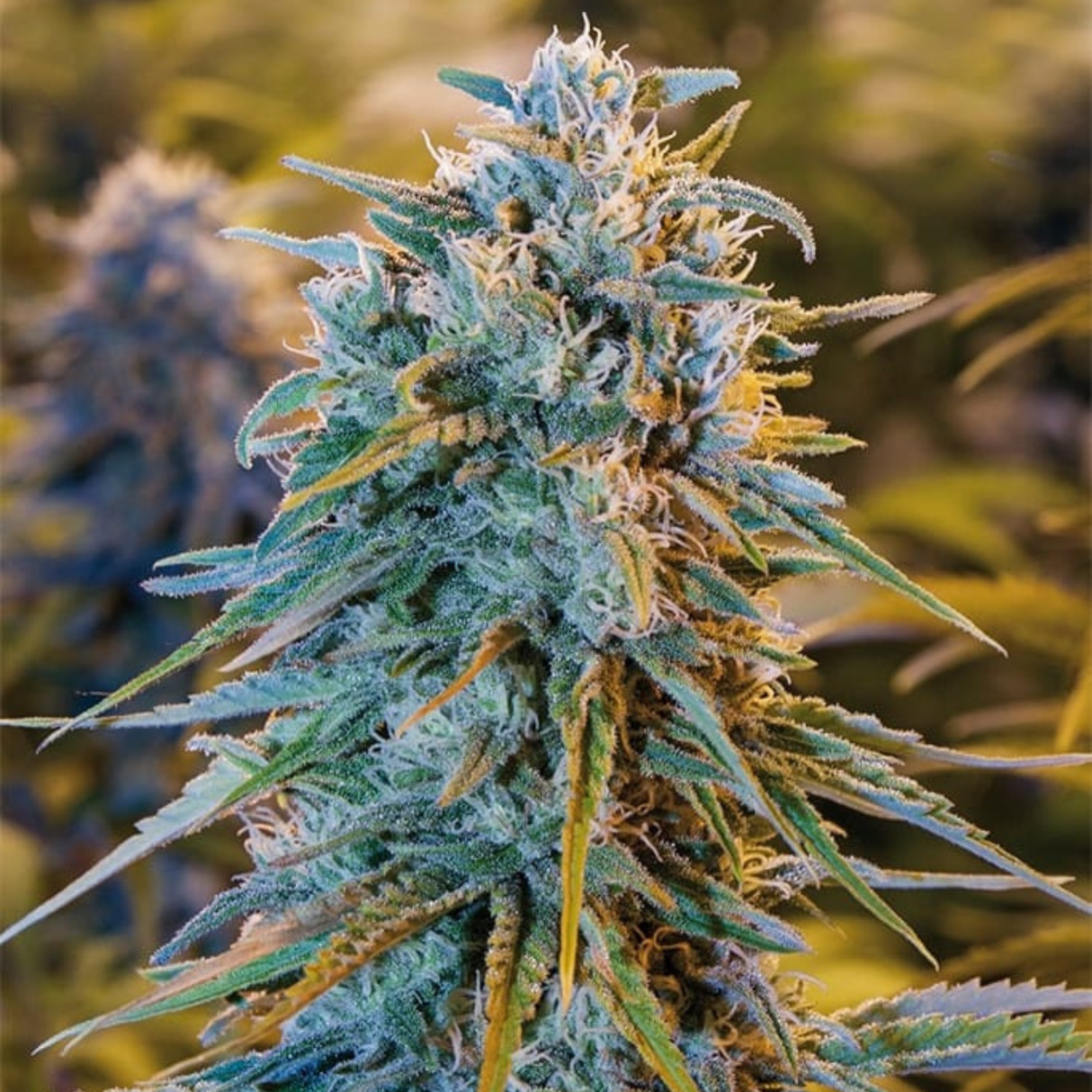 Blue Dream 3 Semillas Humboldt Seeds
