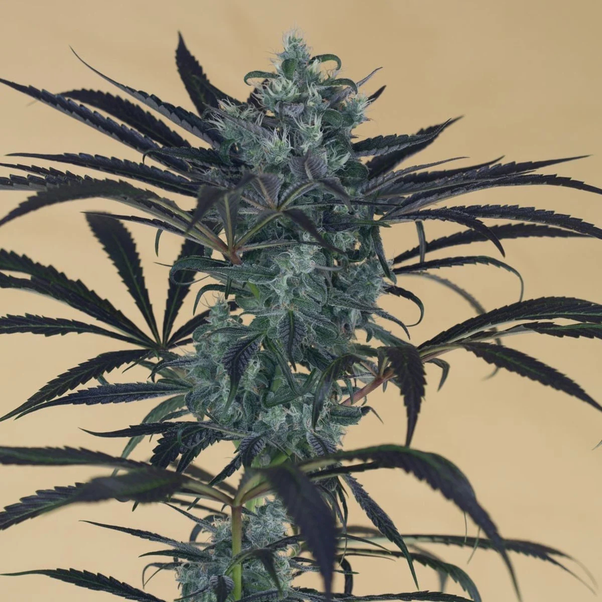 Blueberry Headband 3 Semillas Humboldt Seeds