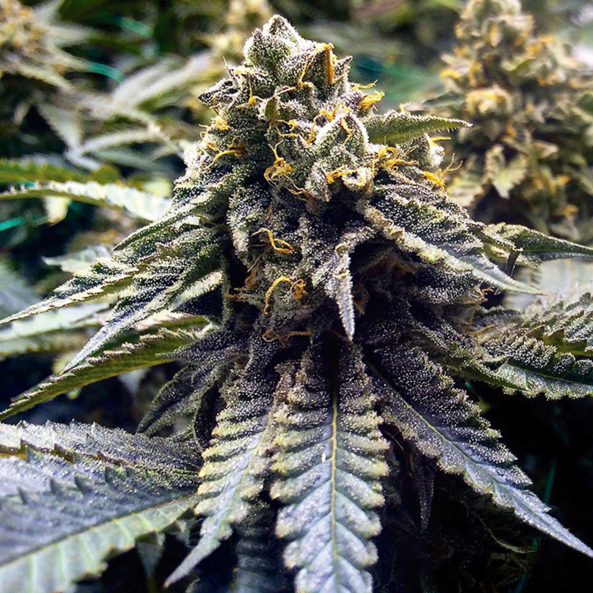 Chocolate Mint Og 2.0 3 Semillas Humboldt Seeds