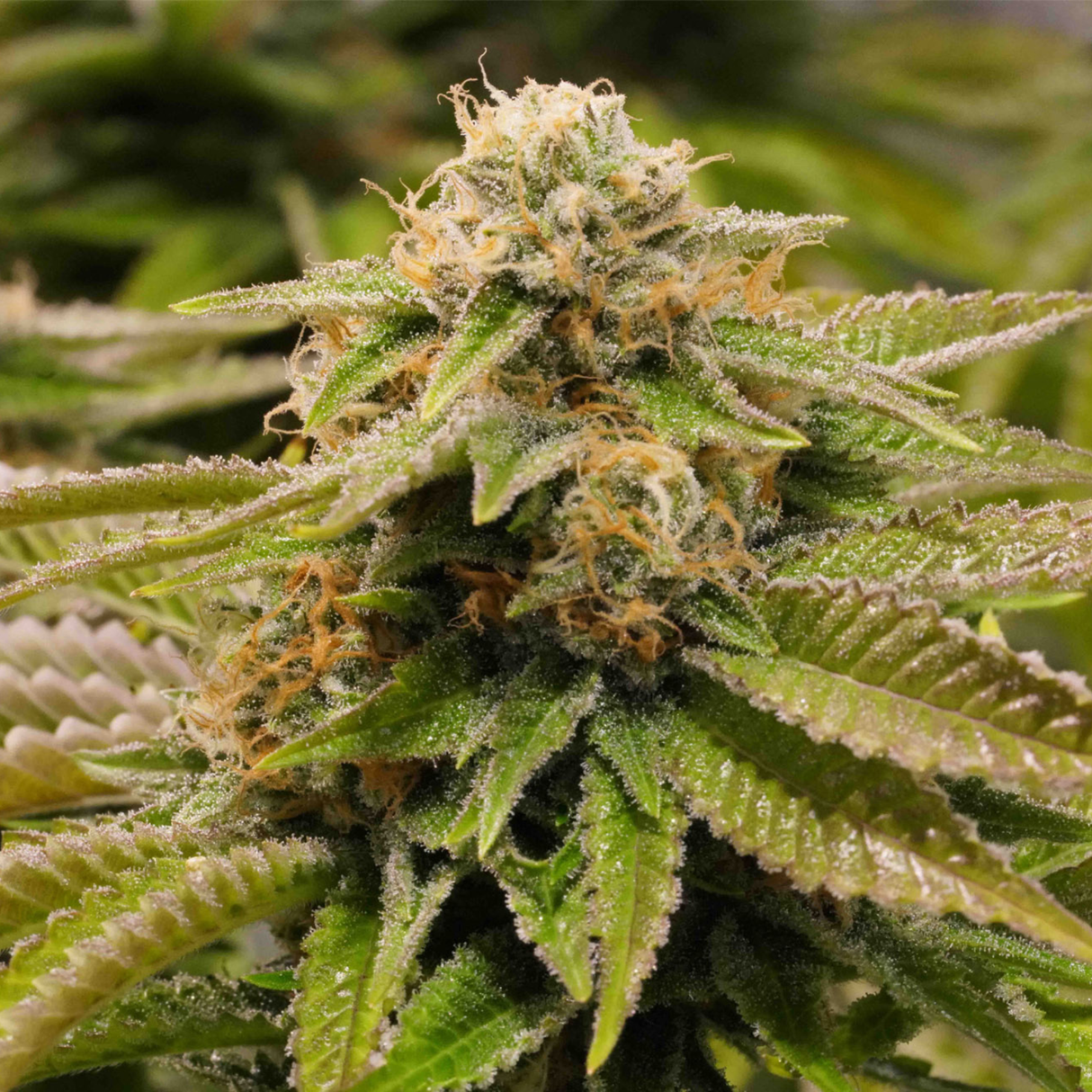 Gorilla Breath 3 Semillas Humboldt Seeds