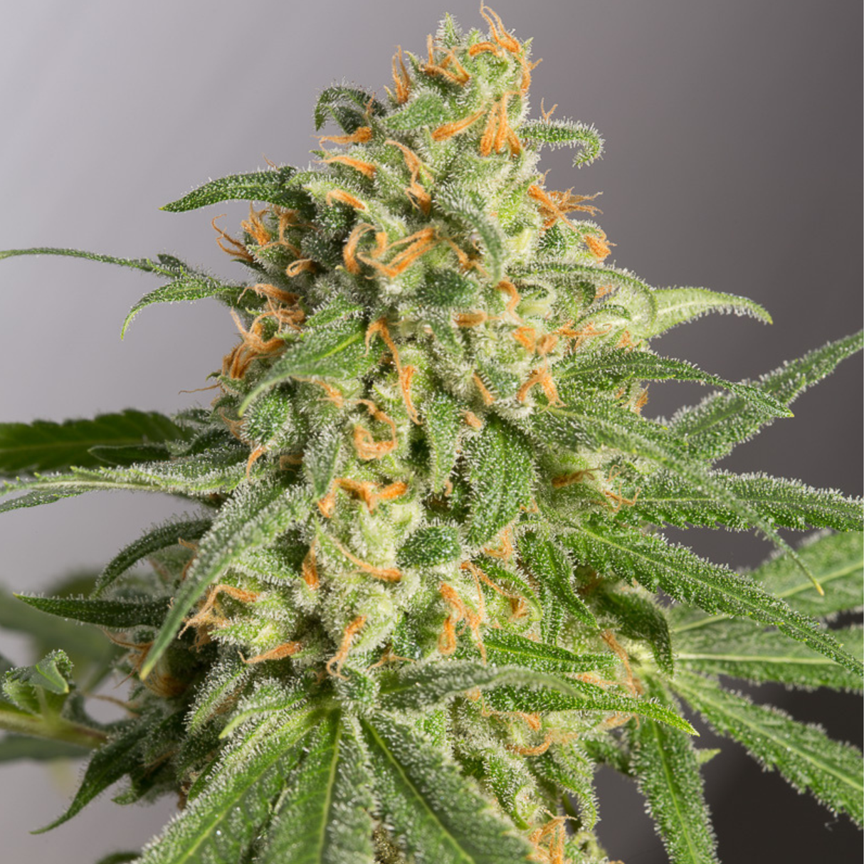 Green Crack 2.0 3 Semillas Humboldt Seeds