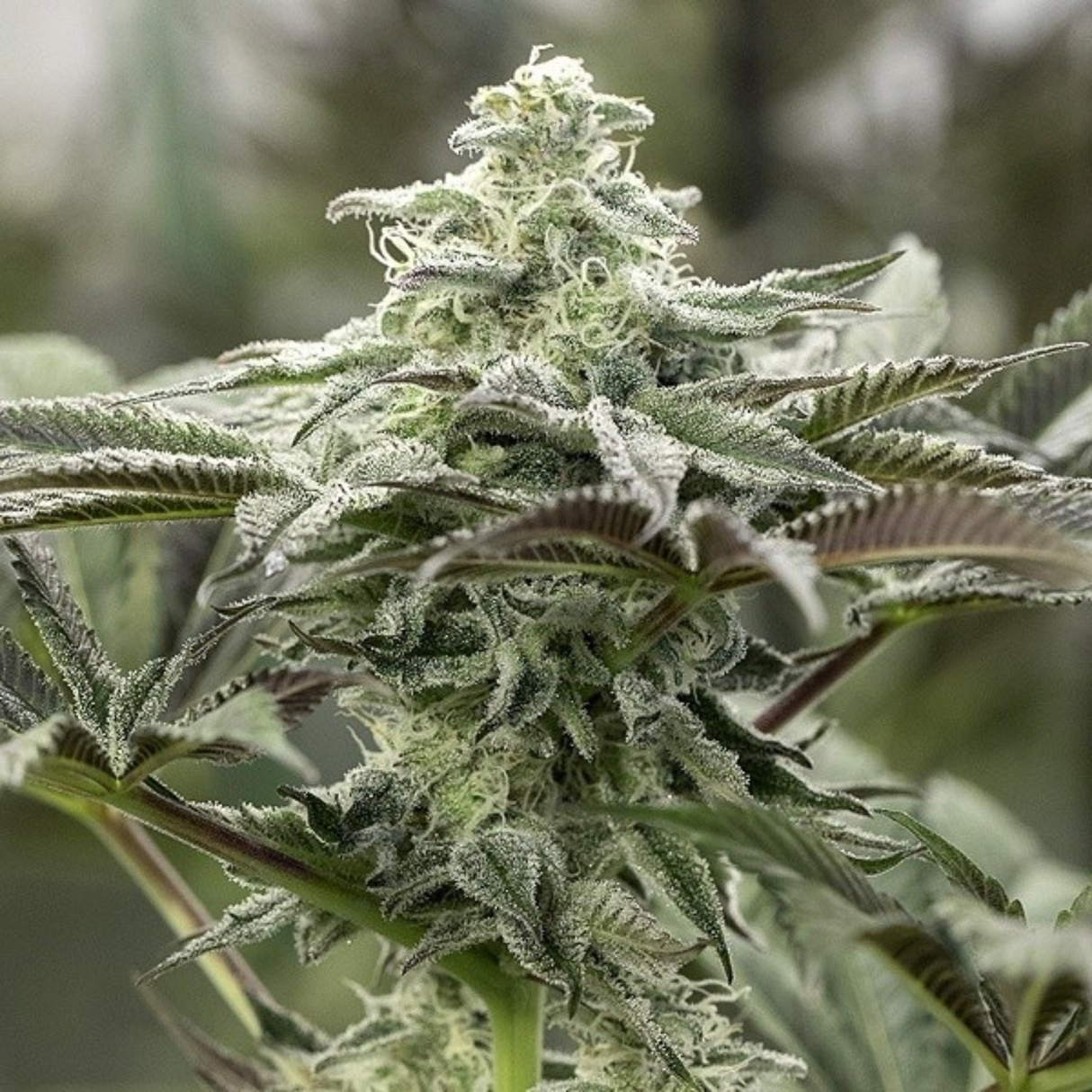 Lemon Citron 3 Semillas Humboldt Seeds