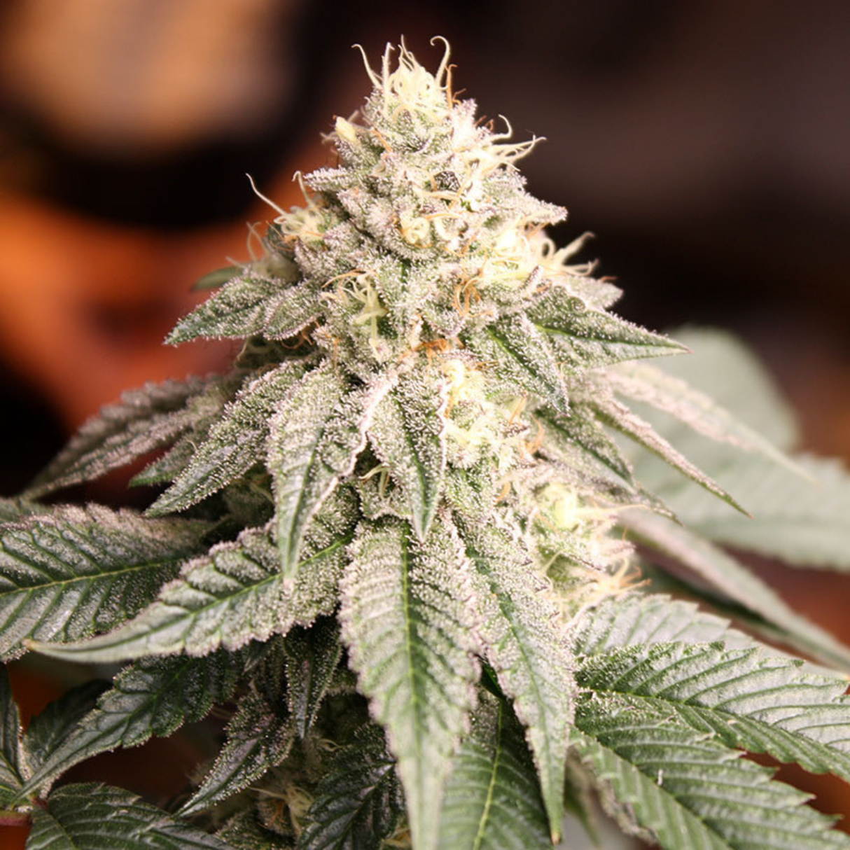Sunset Bride 3 Semillas Humboldt Seeds