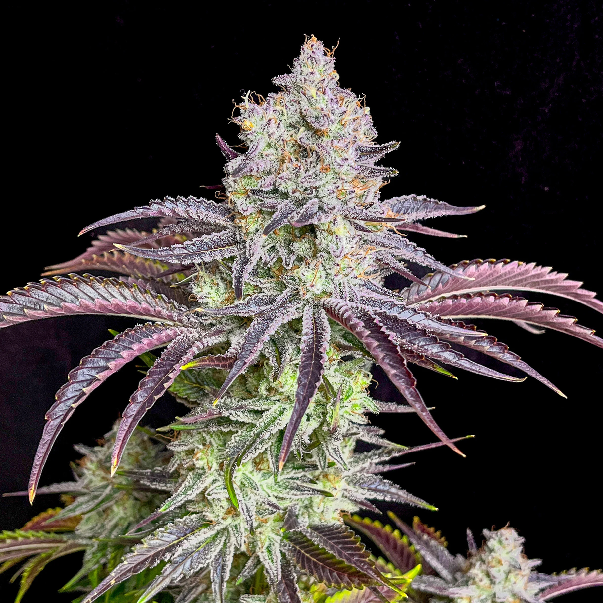 Ice Cream Cake Fast Flowering 3 Semillas Humboldt Seeds