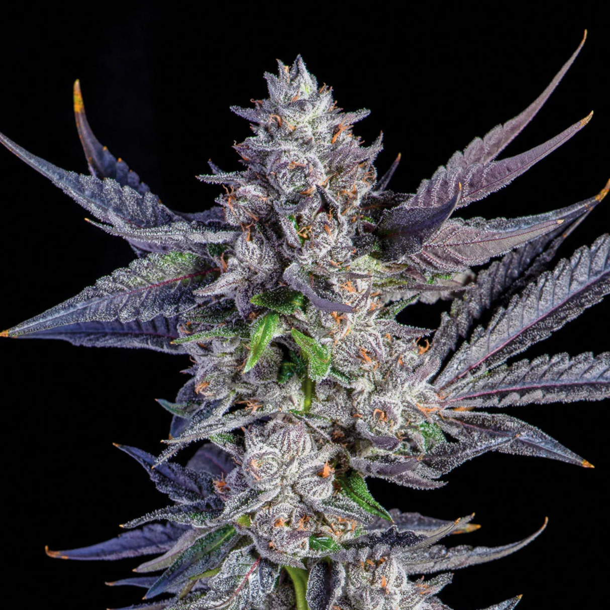 Runtz Fast Flowering 3 Semillas Humboldt Seeds
