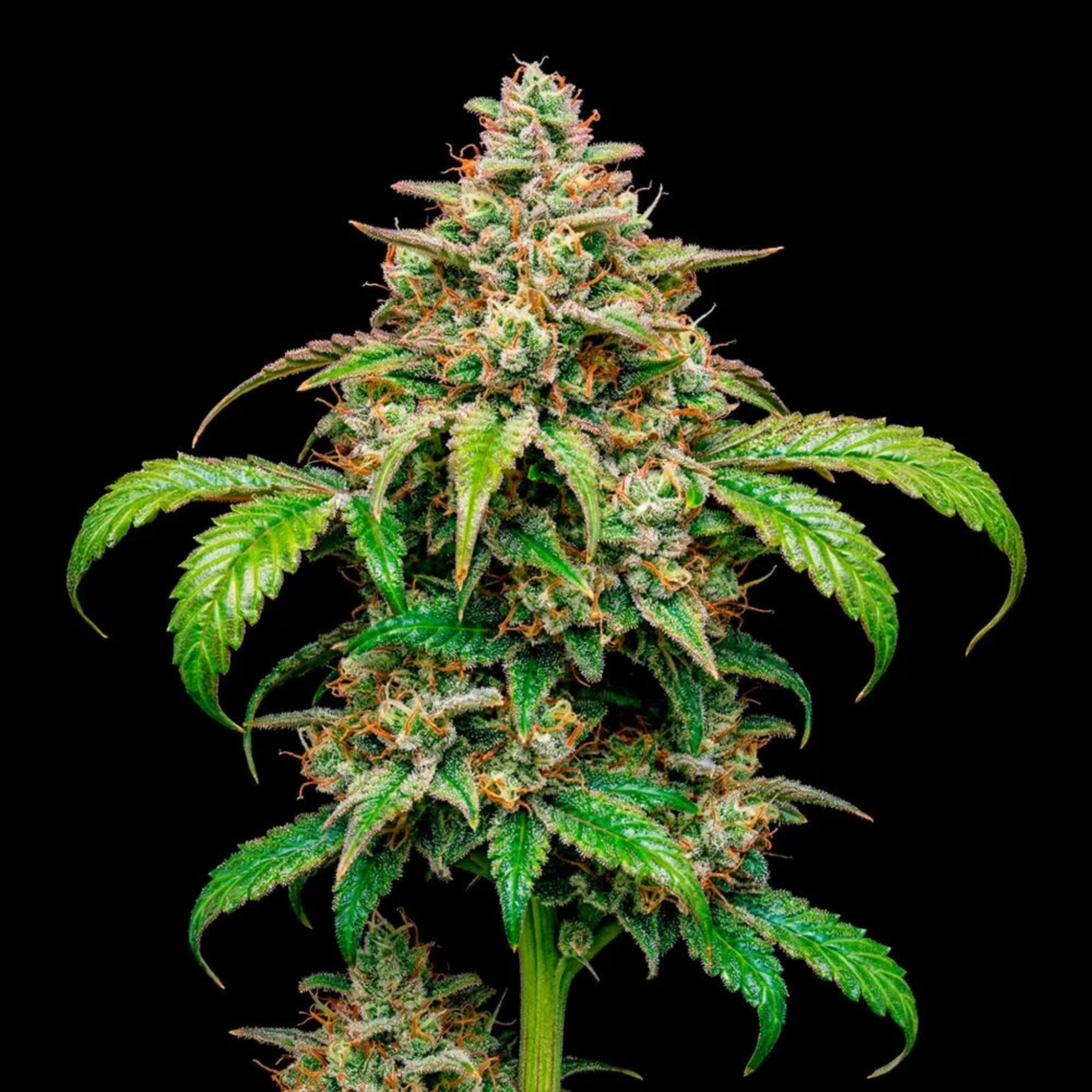 Shappire Lime CBD 3 Semillas Humboldt Seeds
