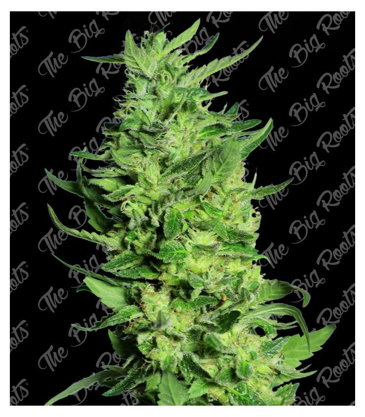 Black Domina Auto 3+2 The Big Roots