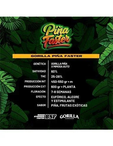 Gorilla Piña FF GK 4 Semillas BSF Seeds