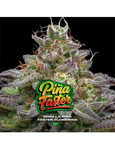 Gorilla Piña FF GK 7 Semillas BSF Seeds