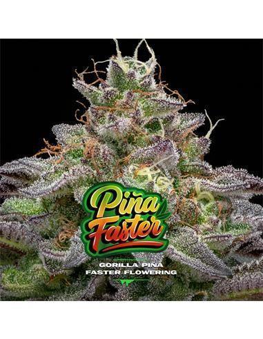 Gorilla Piña FF GK 4 Semillas BSF Seeds