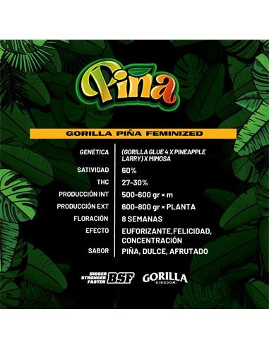 Gorilla Piña GK 4 Semillas BSF Seeds
