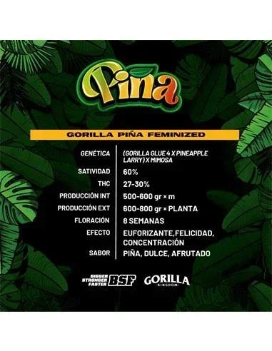 Gorilla Piña GK 12 Semillas BSF Seeds