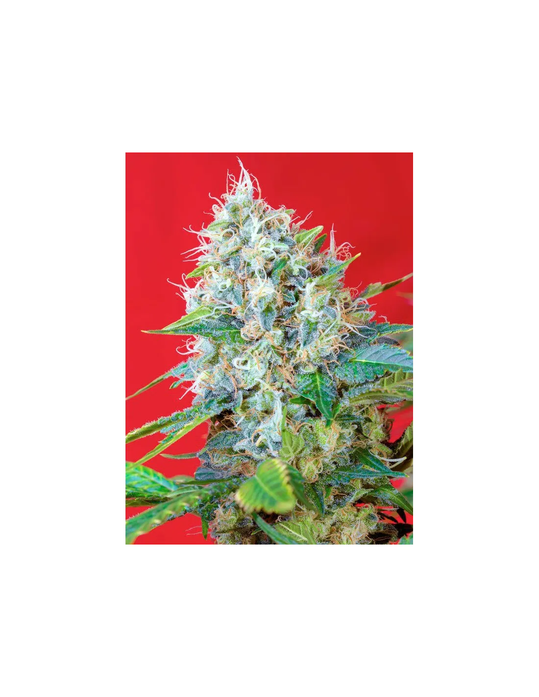 Green Poison 3+1 Semillas Sweet Seeds