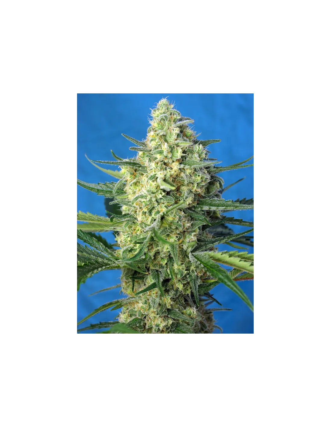 Jack 47 XL Auto 3+1 Semillas Sweet Seeds