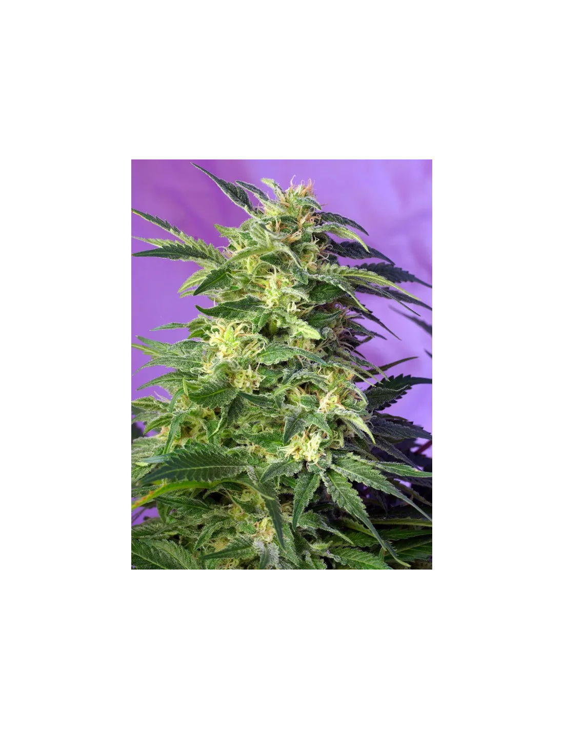Killer Kush Auto 3+1 Semillas Sweet Seeds