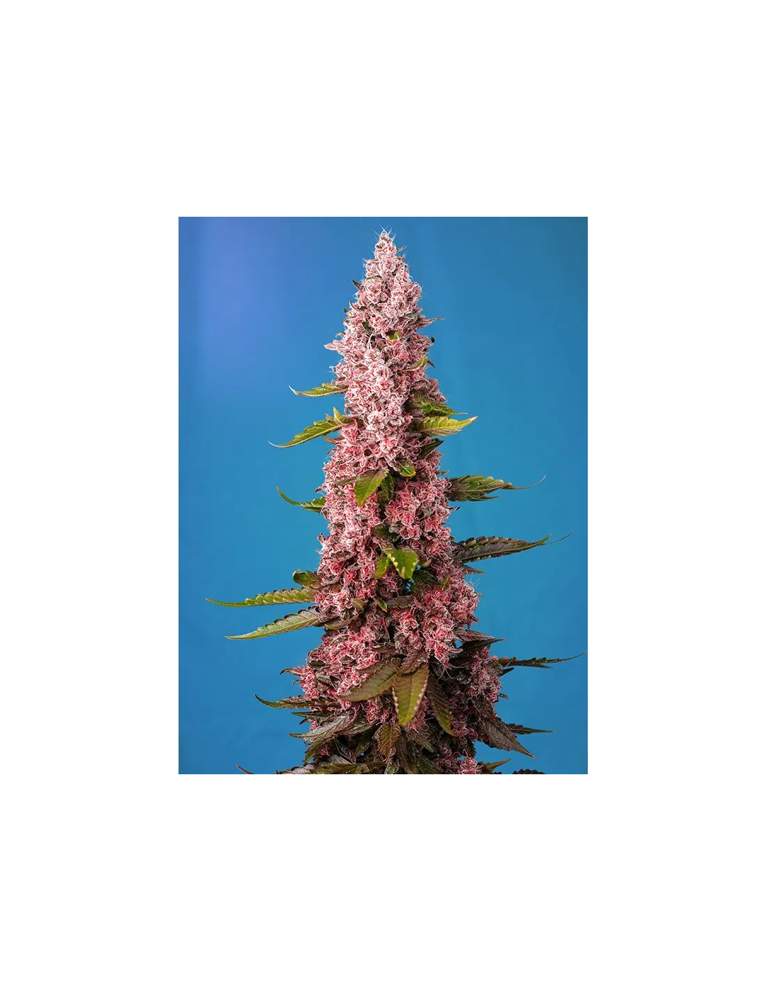 Red Hot Cookies 3+1 Semillas Sweet Seeds