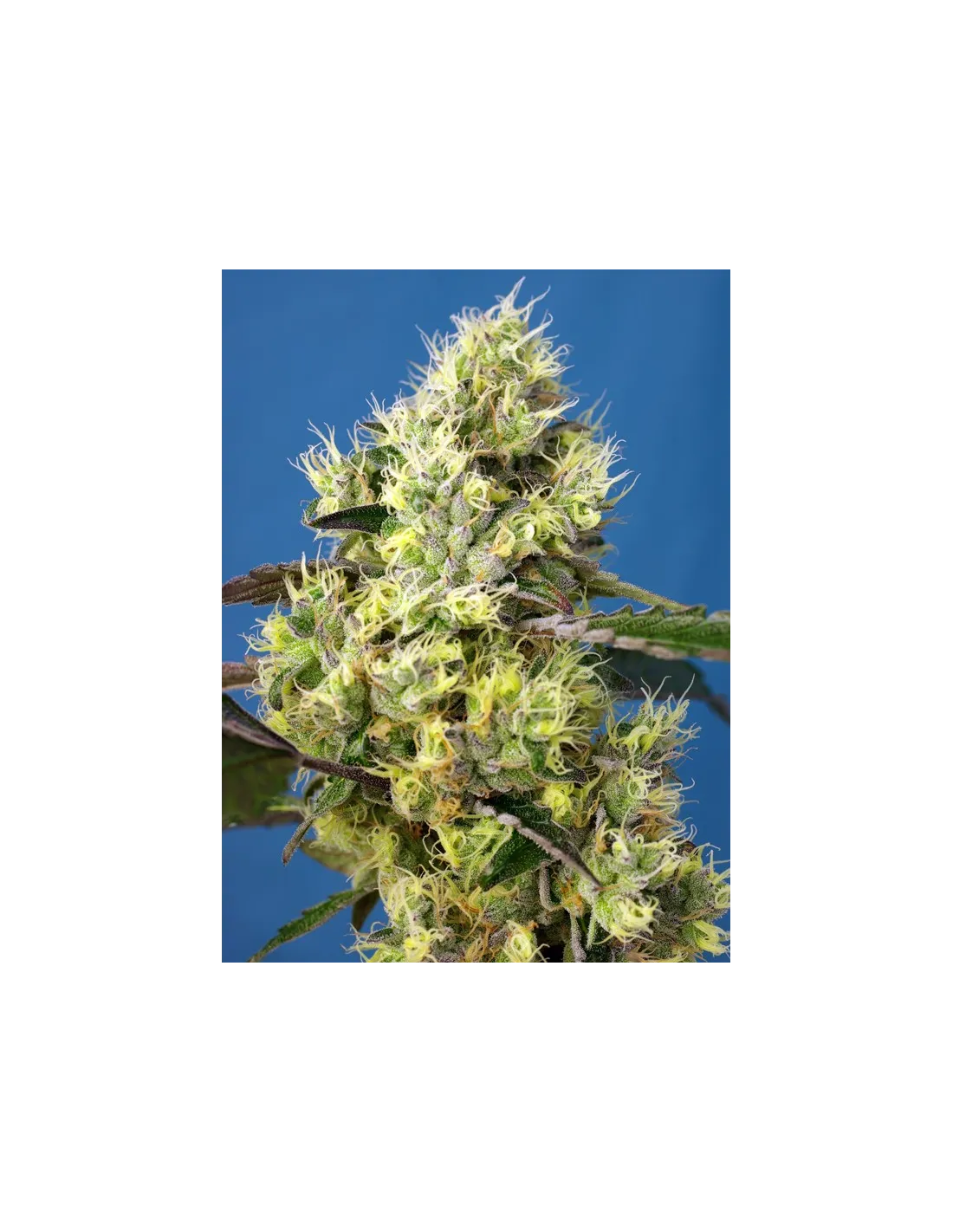 Sweet Gelato Auto 3+1 Semillas Sweet Seeds