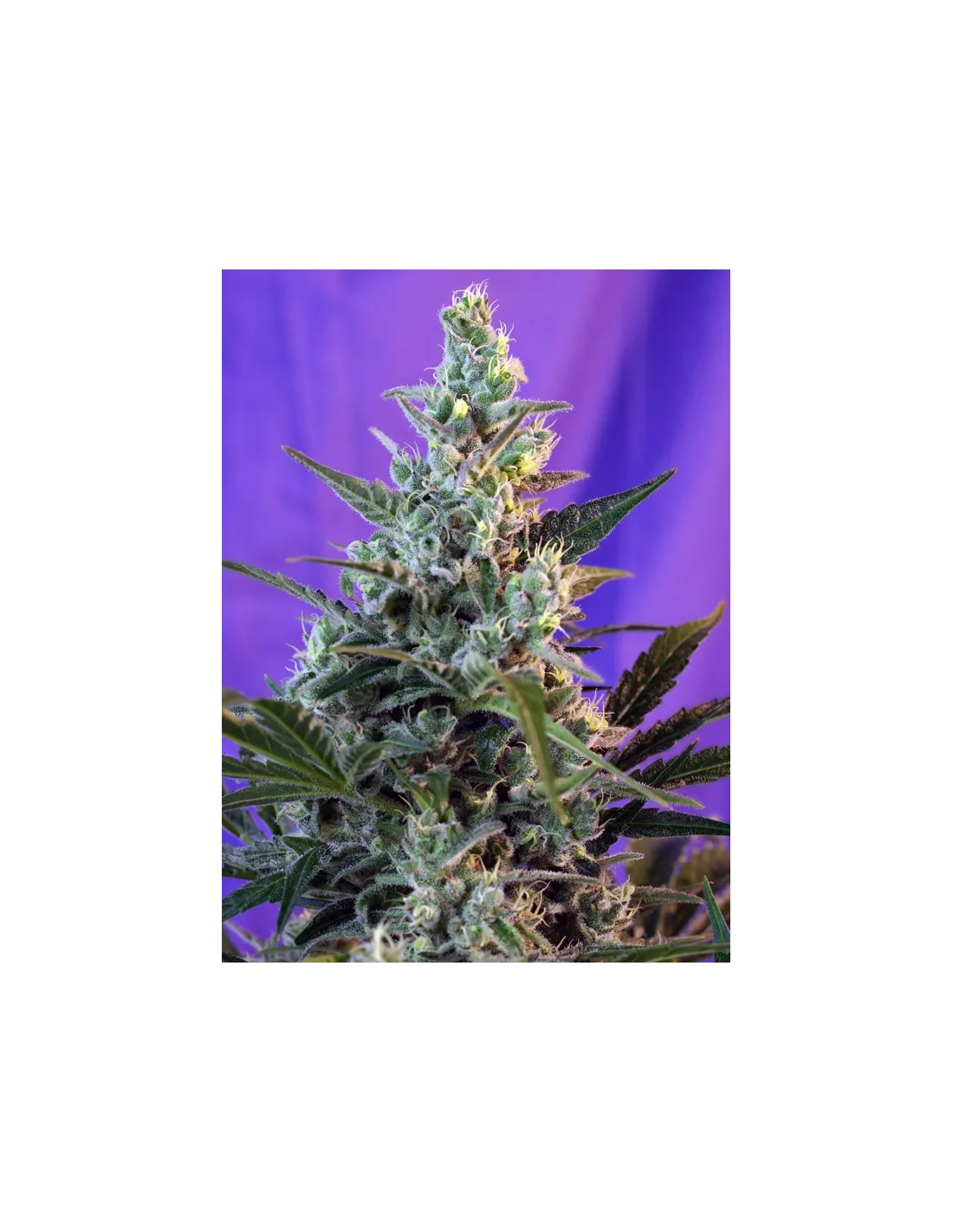 Sweet Skunk Auto 3+1 Semillas Sweet Seeds