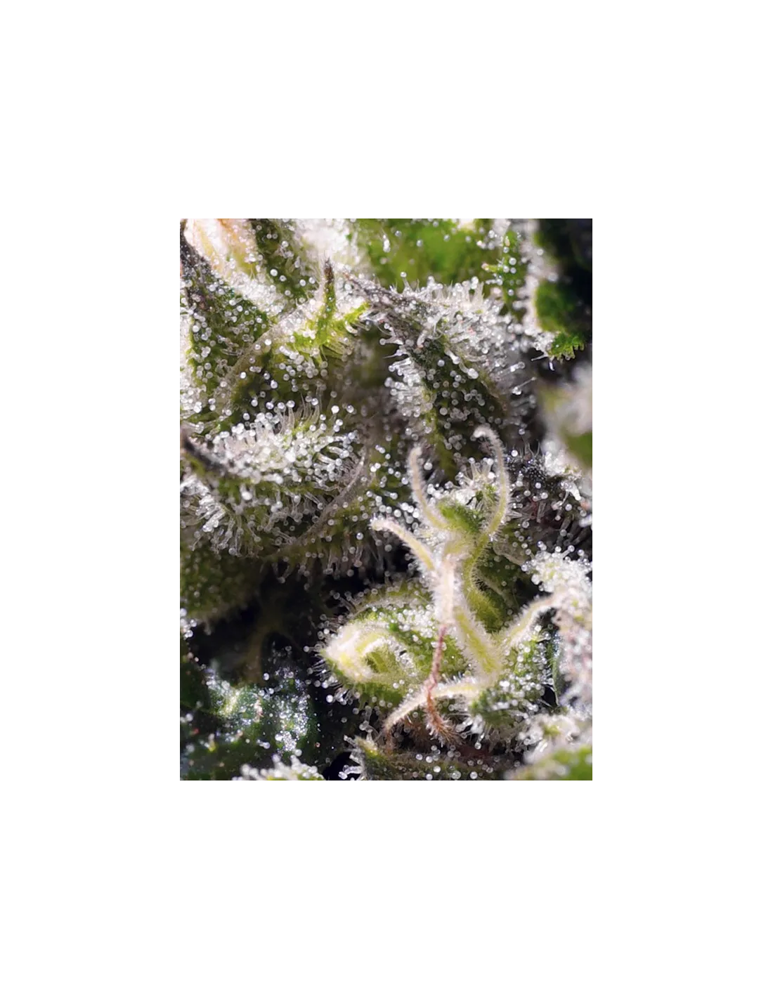 Cream Caramel Auto 3+1 Semillas Sweet Seeds