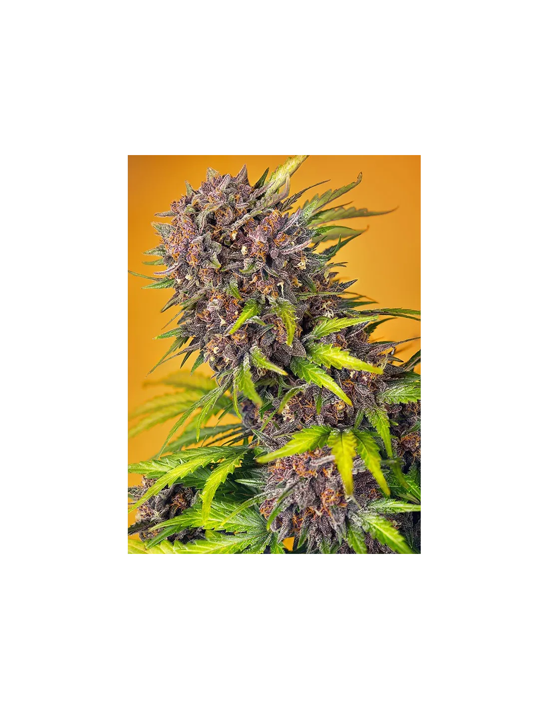 Diablo Rojo XL Auto 3+1 Semillas Sweet Seeds