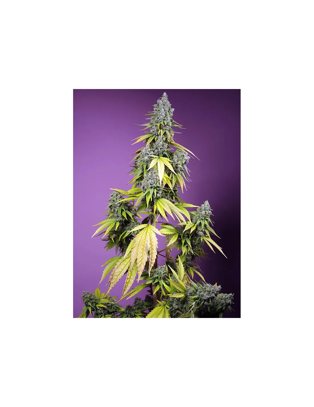 Jet Fuel Mandarine XL Auto 3+1 Semillas Sweet Seeds