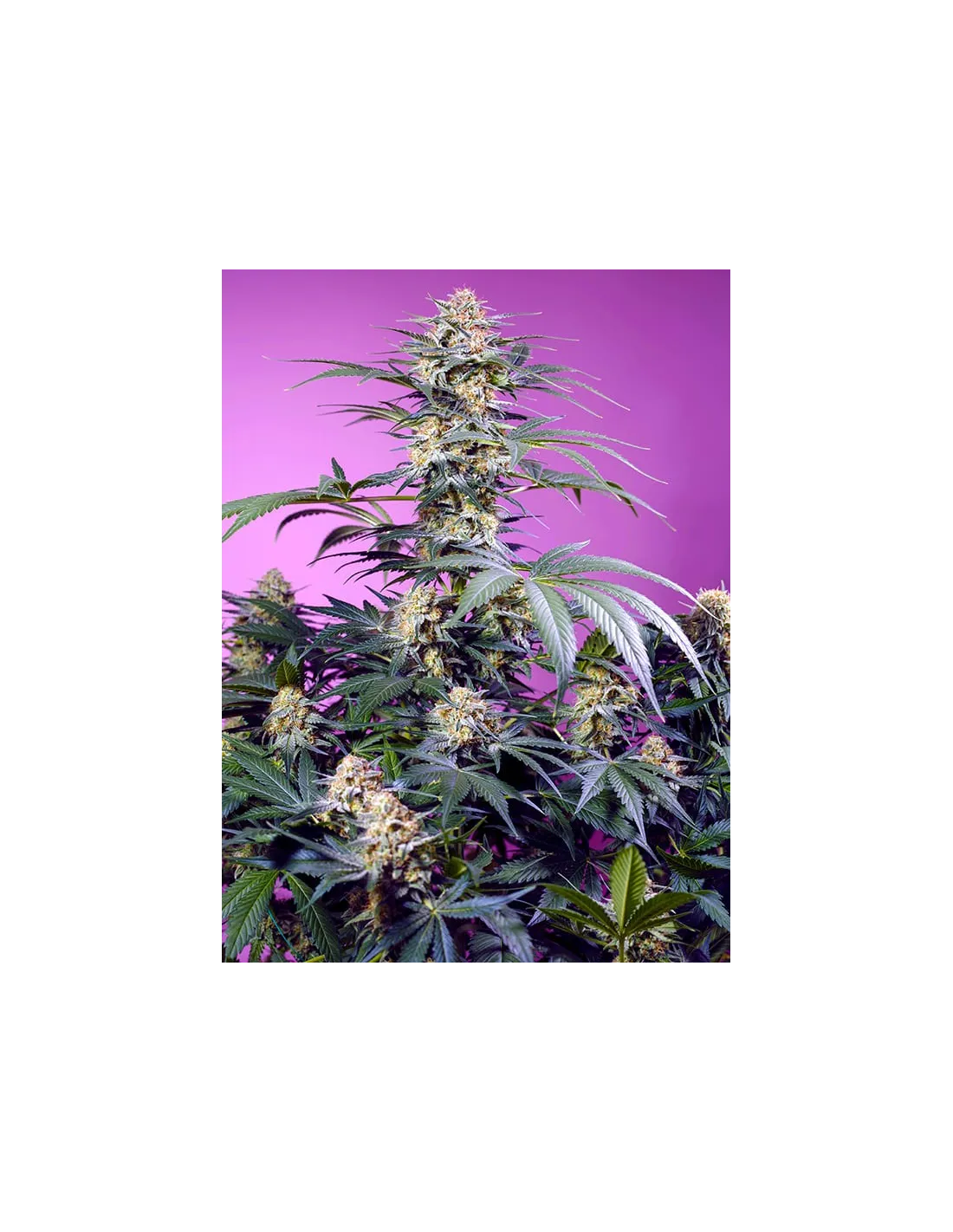 Monster Maker 3+1 Semillas Sweet Seeds