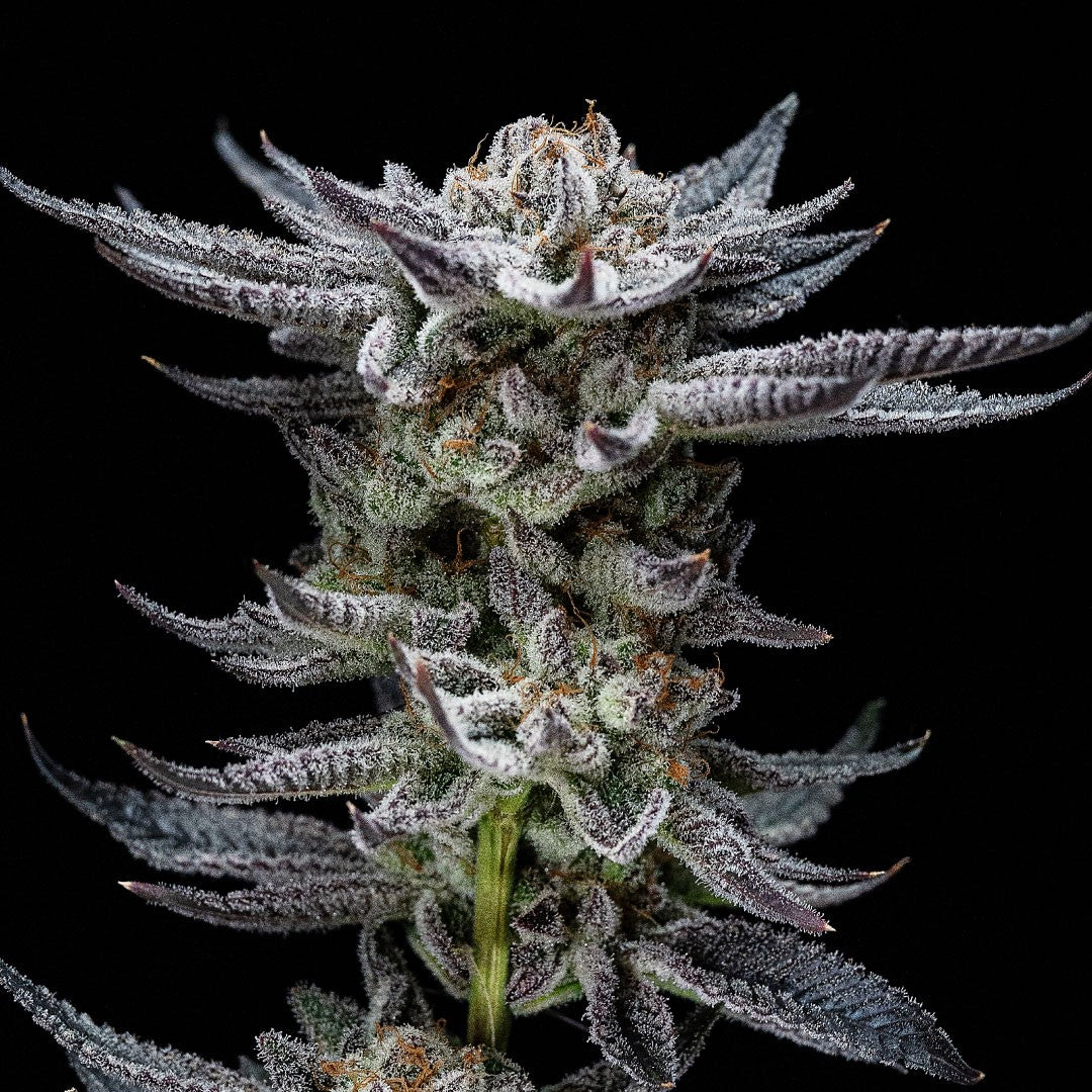 Gorilla Glue Auto - BSF Seeds #2