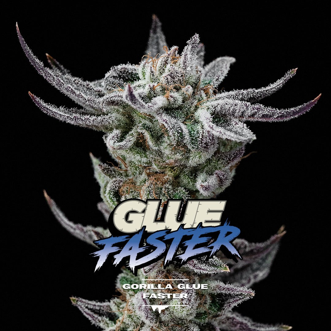 Gorilla Glue Faster Flowering - BSF Seeds