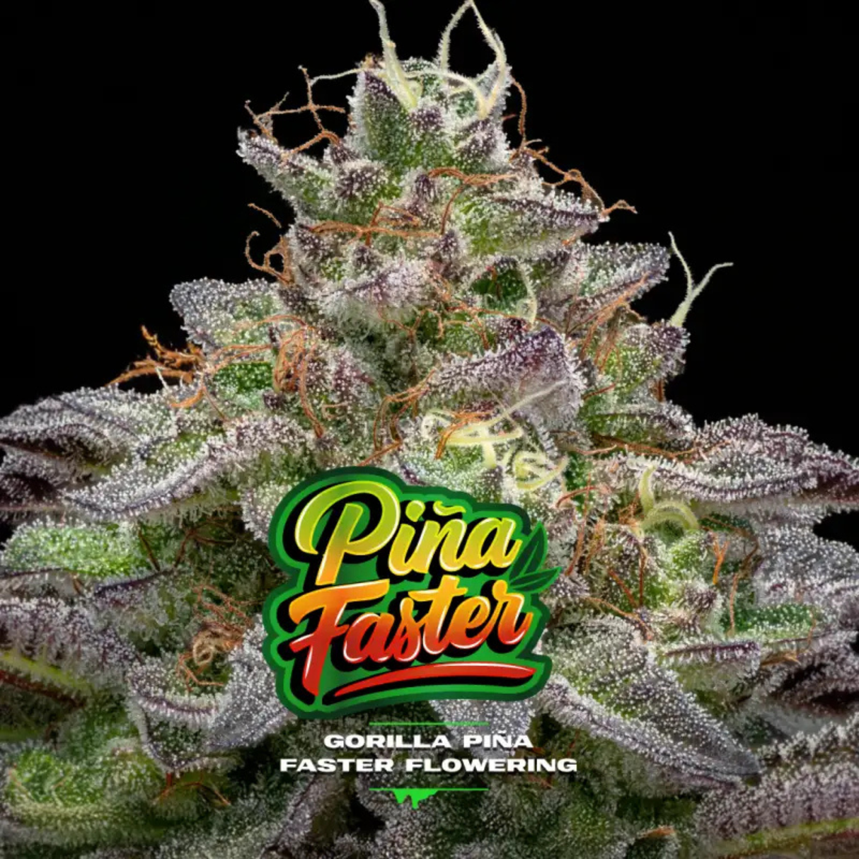Gorilla Piña FF GK 2 Semillas BSF Seeds