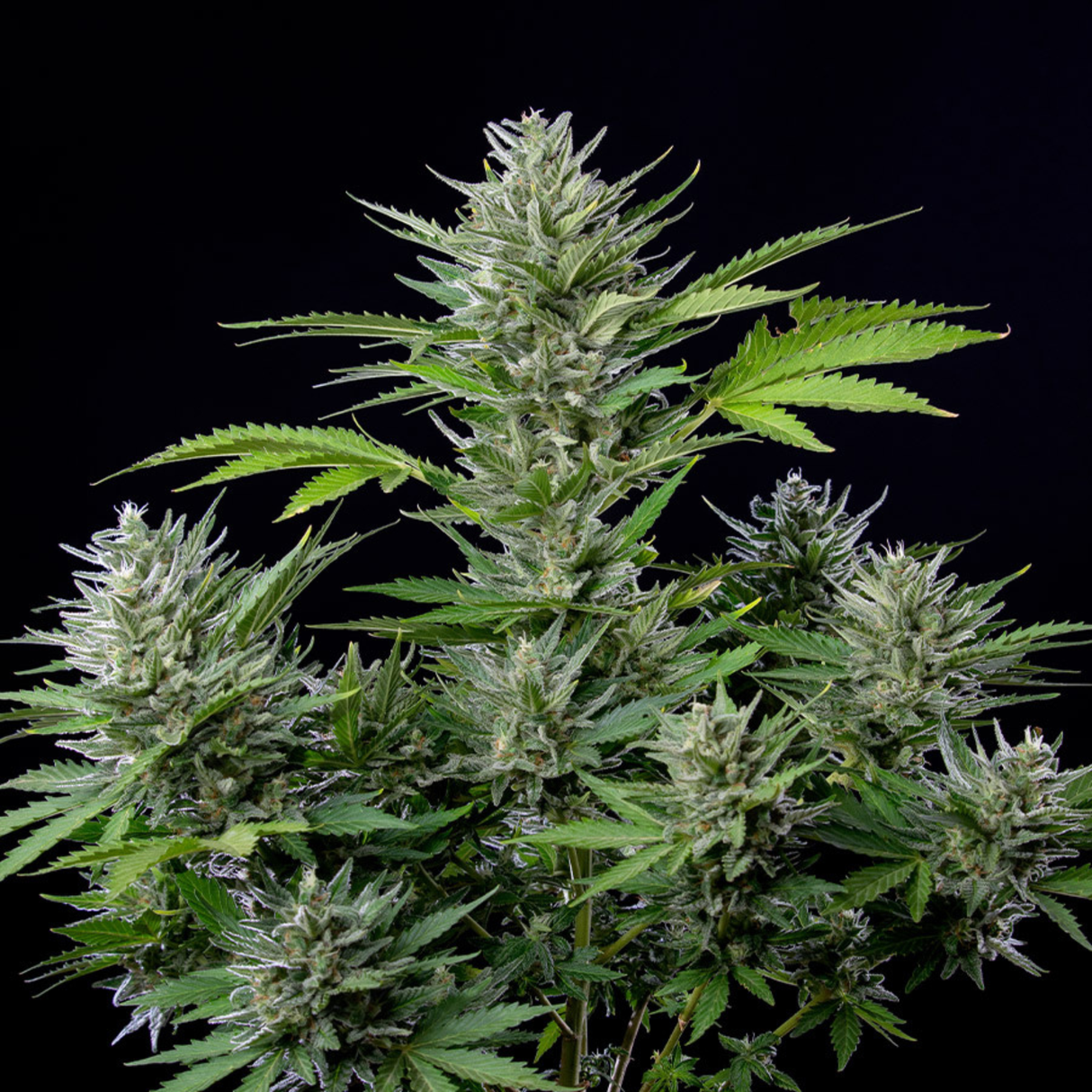 Auto Tangie 3 Semillas Buddha USA Collection