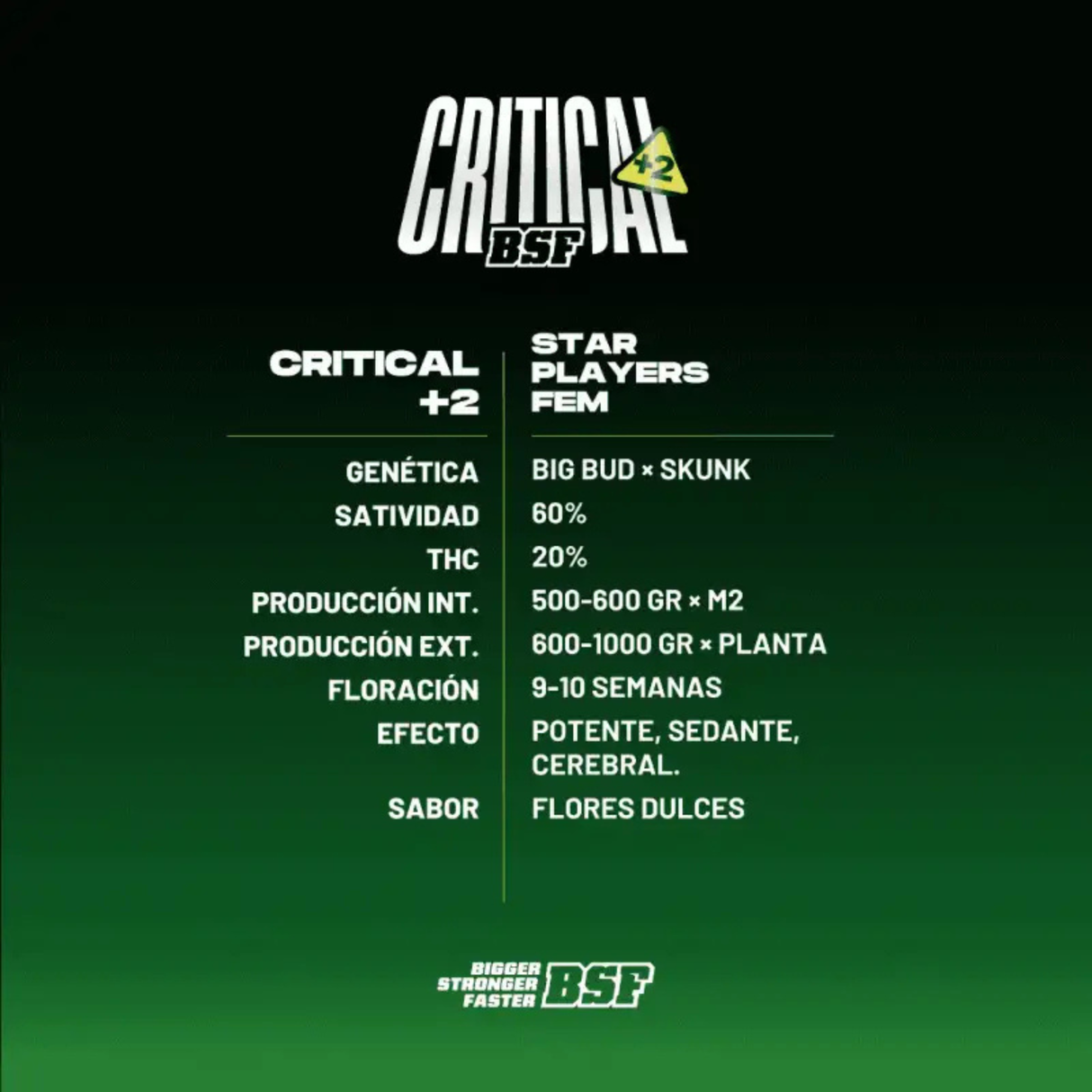 Critical+2 12 Semillas Bsf Seeds