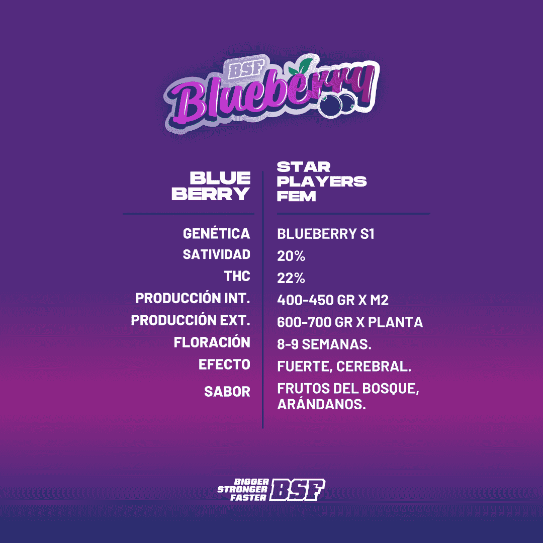 Blueberry Feminizada - BSF Seeds #3