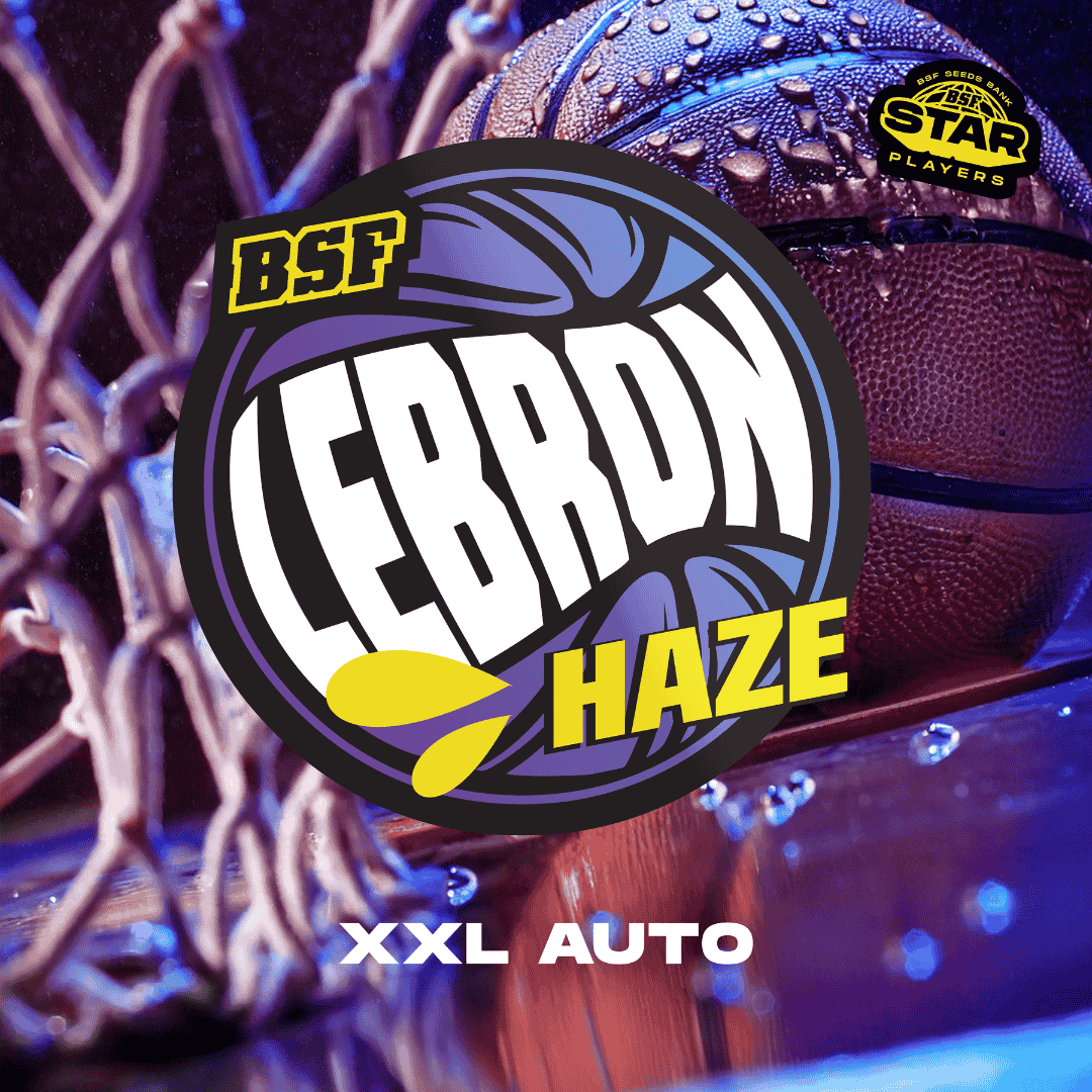 Lebron Haze XXL Auto - BSF Seeds #2