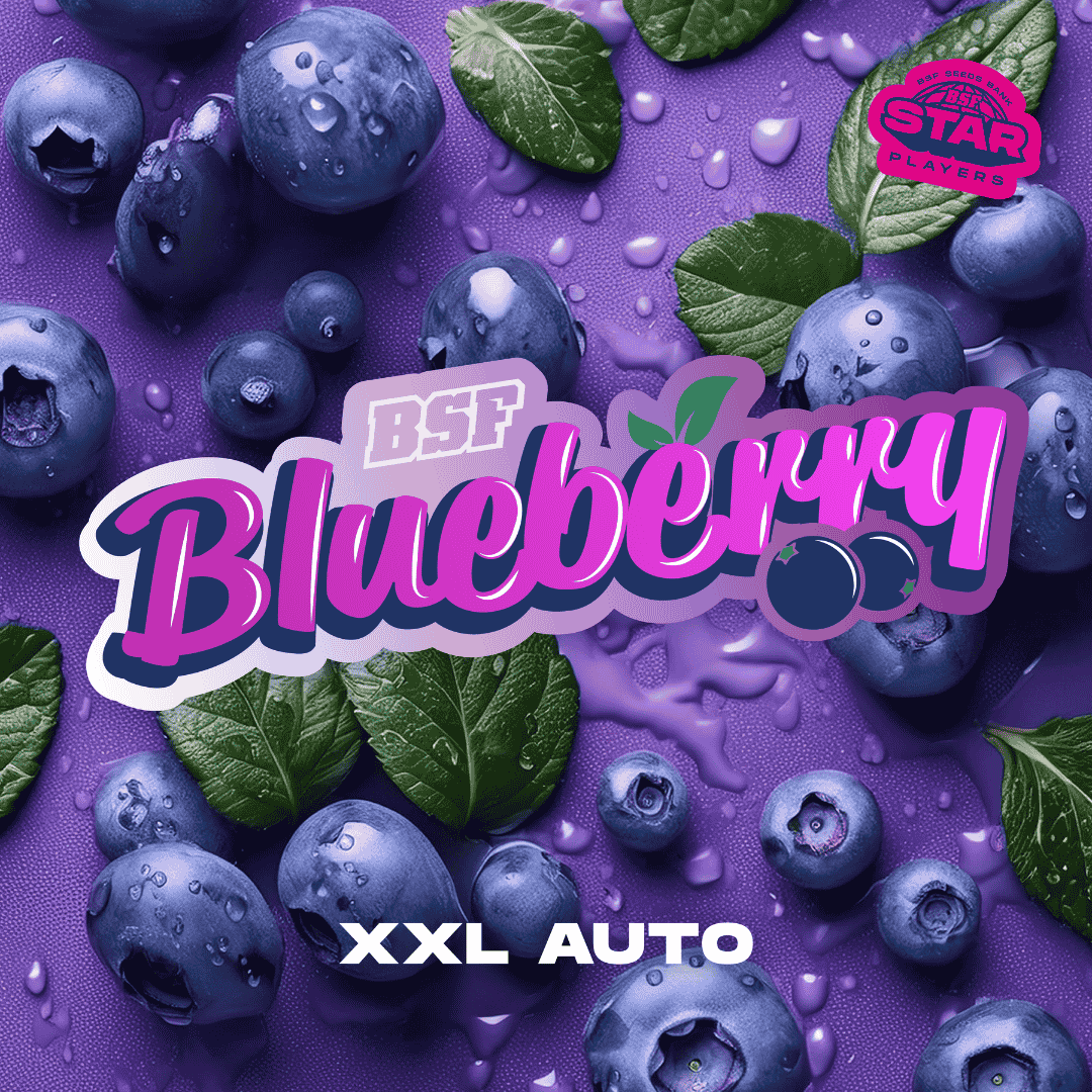 Blueberry XXL Auto - BSF Seeds #2