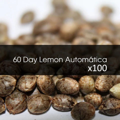 60 Day Lemon Automatica A Granel 100 Unidades