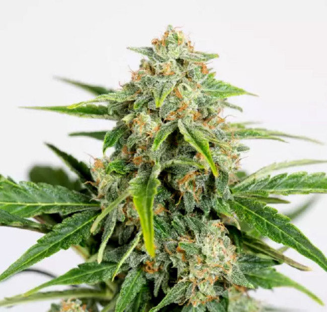 Amnesia Pure CBD Auto 3 Semillas Humboldt Seeds
