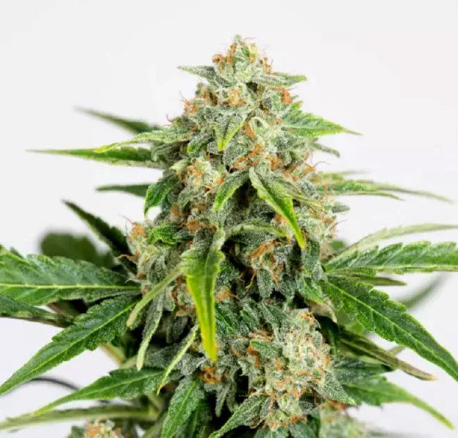 Amnesia Pure CBD Auto 3 Semillas Humboldt Seeds