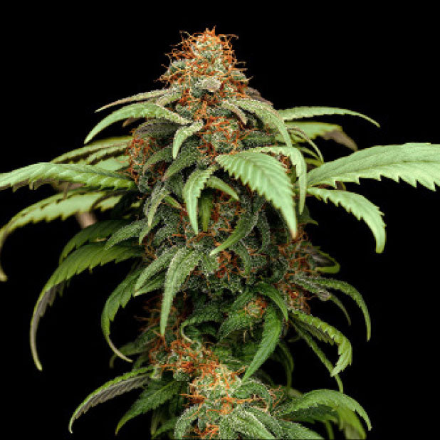 Shappire Lime CBD 3 Semillas Humboldt Seeds