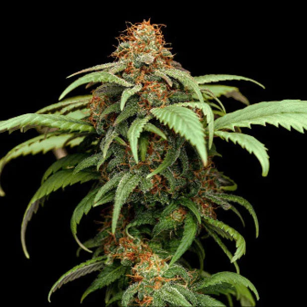 Shappire Lime CBD 3 Semillas Humboldt Seeds