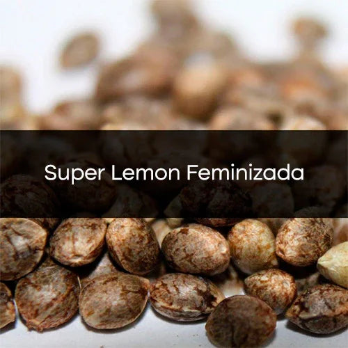 Super Lemon Feminizada a Granel 10 Unidades