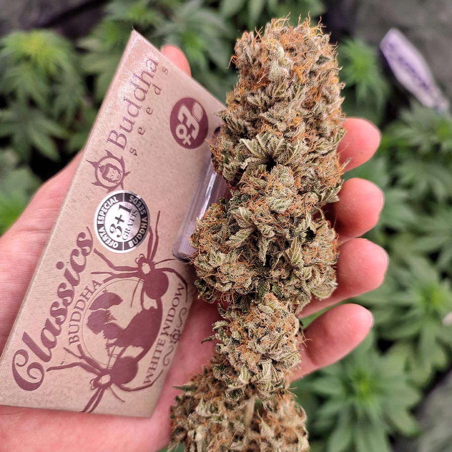 White Widow 3 Semillas Buddha Classics