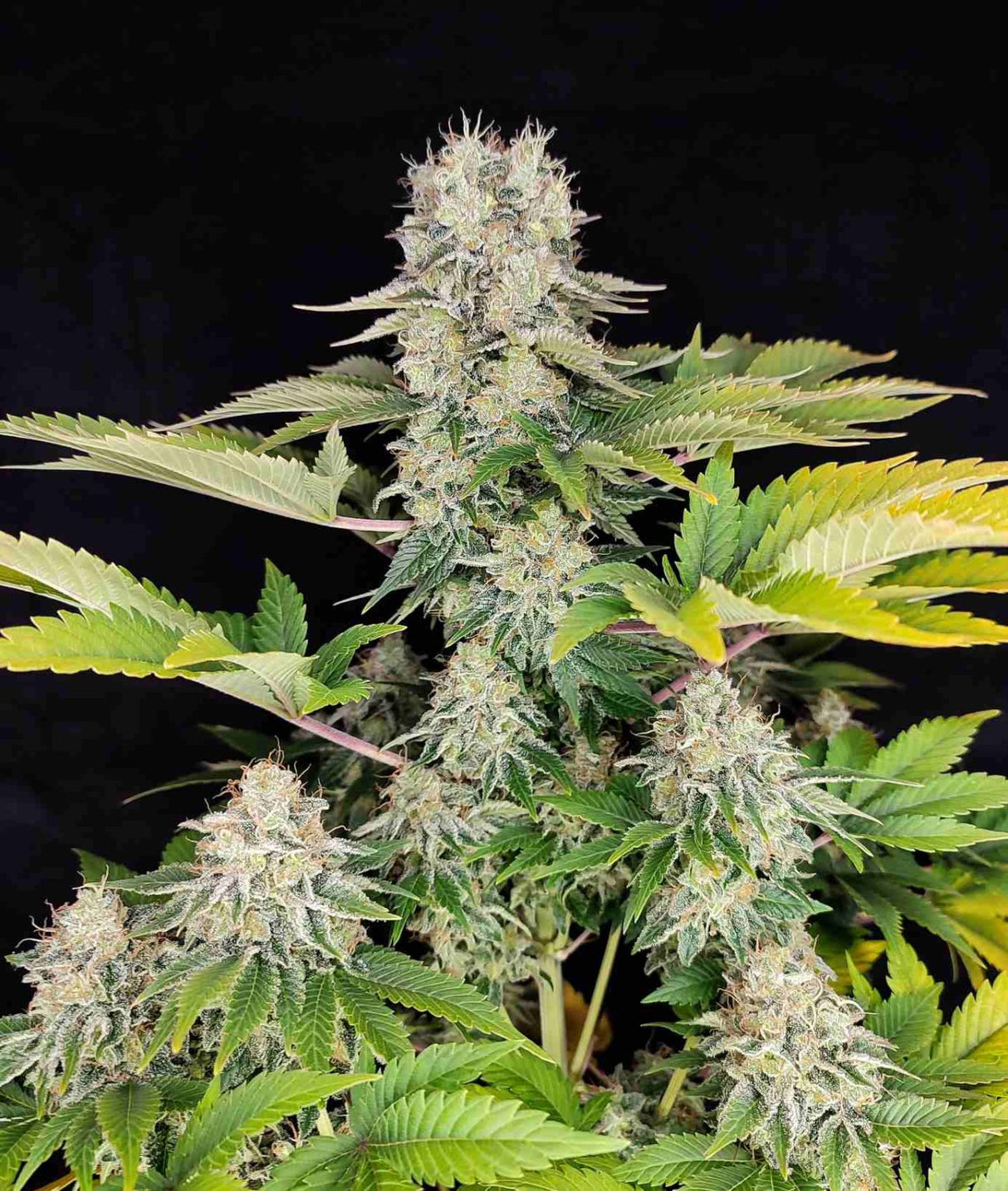 White Widow 3 Semillas Buddha Classics