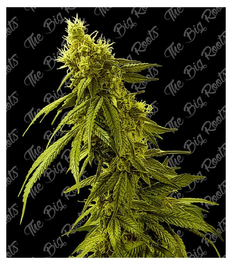 Ak 47 Auto 3+2 The Big Roots