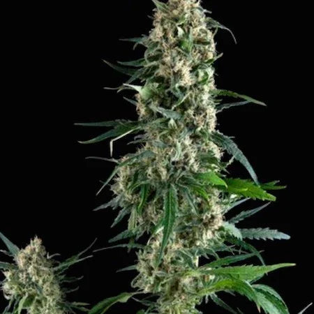 Planta de semilla Amnesia Gold Pyramid Seeds con cogollos verdes y pistilos blancos sobre fondo negro