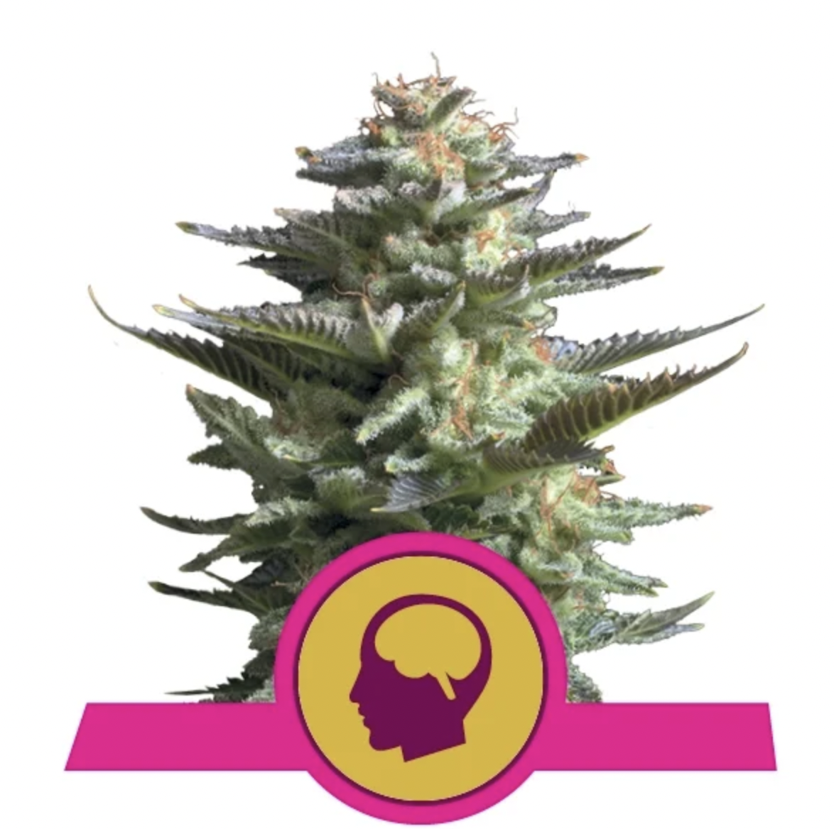 Amnesia Haze 3 Semillas RQS